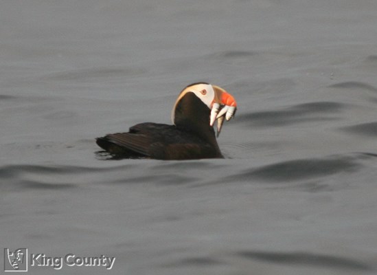 Photo of Fratercula cirrhata